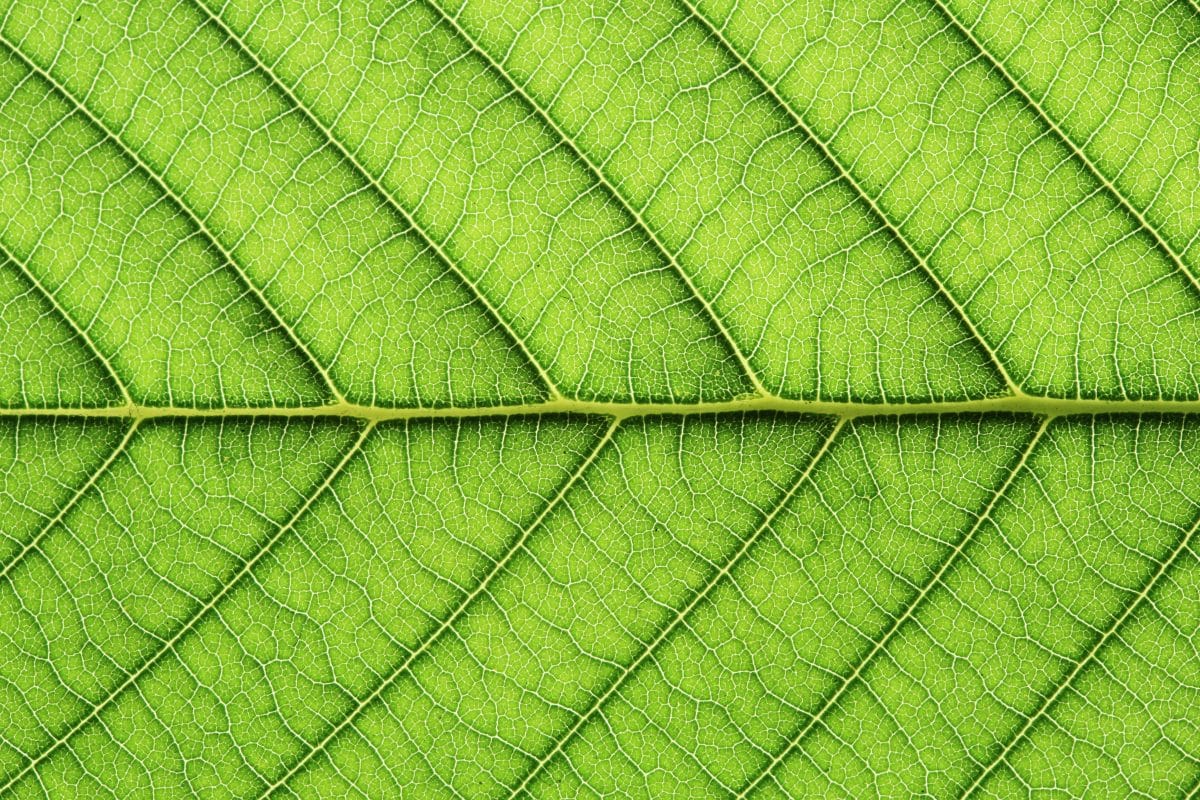 leaf vein abstract natural pattern background. diagonal stem lines