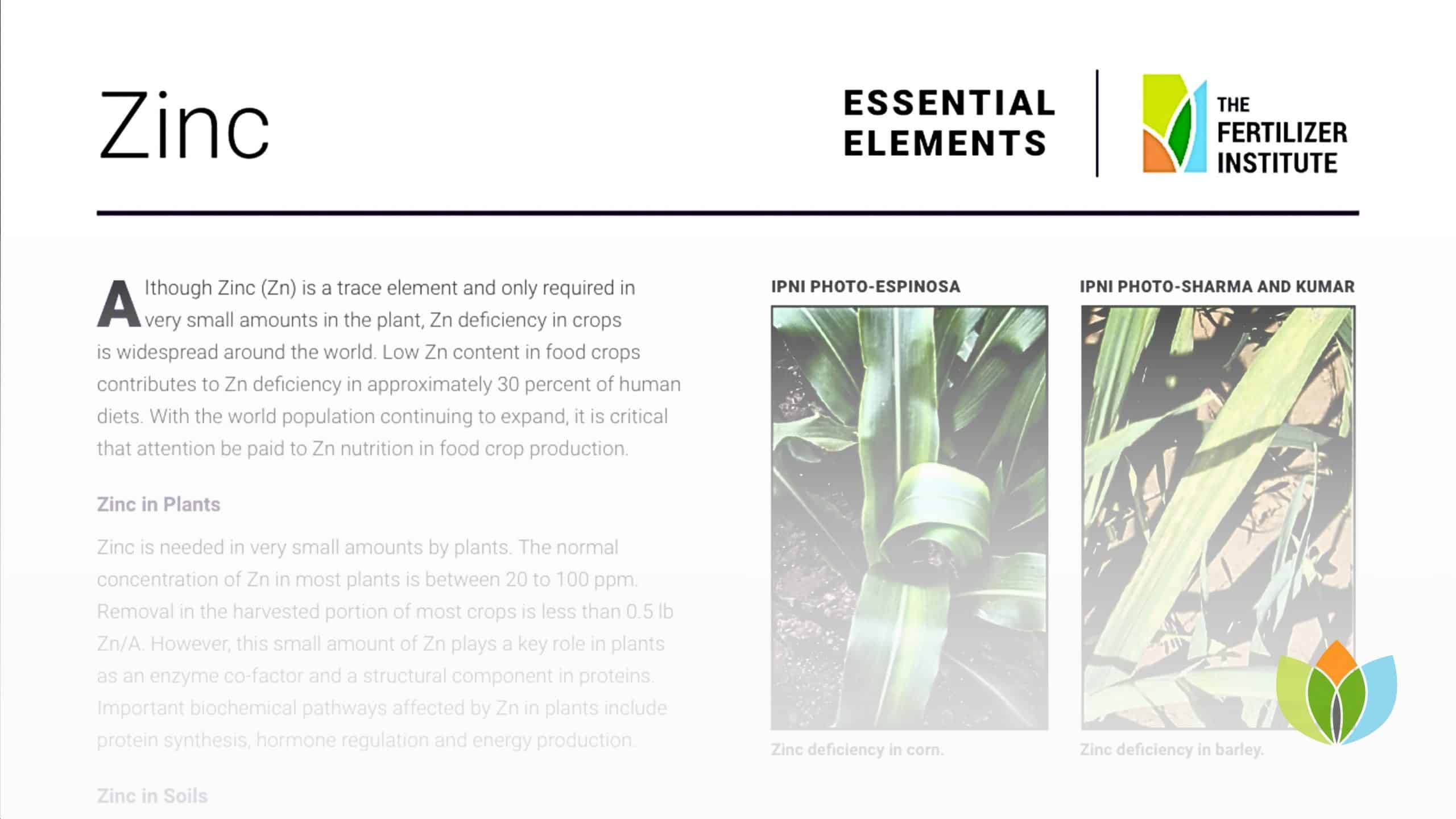 Essential Elements: Zinc